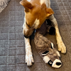 食べない犬。その後のはなし。