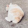 猫写真#862