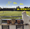 キクのお散歩