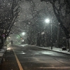 ☃東京都心　昨日の降雪を谷中霊園で撮影❄