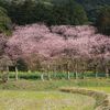 初御代桜