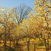 sakeの歩窓から（郷土の森博物館でロウバイを）