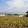 　松本の医者へ行く　久我山の医者へ行く