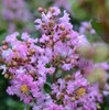 tochikoな里帰り　サルスベリの花と