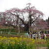 三春の滝桜、花見山