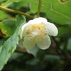 マタタビの花