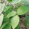 かぼちゃ6個確認　枝豆花咲く