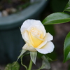 2014/05/19　ゴールデンモニカも毎年枯れそうになりながら花をさかせている
