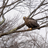 【野鳥・旅行記】北海道シマエナガ野鳥撮影紀行とか　2日目