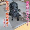 ココ姉ちゃんが動かない