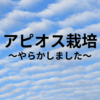 アピオス栽培、やらかしました😭