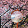  神奈川県の旅〈１〉西平畑公園の河津桜＆菜の花