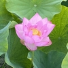 雑感　Vol.242　～蓮の花～