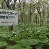 真駒内公園のカタクリの花満開　第８回