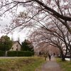 子連れで星のや富士2018～まずは桜を見に「河口湖」を散策～