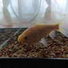 金魚が一槽一匹