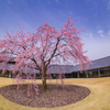 今年も水墨美術館の紅しだれ桜