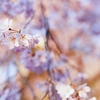 六義園がいいと聞いたので②
