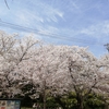 桜を見た記憶　～　福岡市・西公園