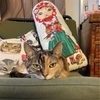 昨日の話の続きと猫ちゃんの地震前兆行動
