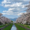 今週末の良かったこと(一日遅れ、桜の小瀬、富士山ダービー、走っていったら走って帰る)