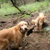 沢沿いに山歩きで13歳のゴールデンレトリバーが足腰鍛錬？Golden retriever training legs?