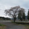 今日の桜