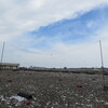 5月24日の森ヶ崎屋上営巣地