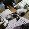 データの整理だとか。