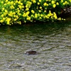 春の小川🌼💦💧🐤