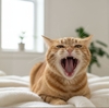  猫が「ニャー」以外で出す声の意味とは｜鳴き声の種類と感情を読み解くガイド