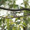 大阪城野鳥探鳥 2015/02/07 6:40-13:00