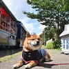 柴犬駅長、被災鉄路でお出迎え 熊本・南阿蘇鉄道