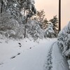 今週もやっぱり雪らしい・・・。