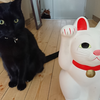 今日の黒猫モモ＆白黒猫ナナの動画ー９９９