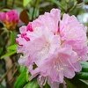 「シャクナゲ（石楠花）」の花、オンパレード。