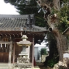 柿岡・八坂神社の大欅たち・・