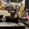 デブが今になってやる気になること。それがDIY！