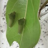 アオスジアゲハ　幼虫