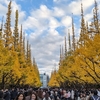 東京・外苑前・・・神宮外苑いちょう並木2023