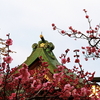 2020.2.15京都　天満宮総本山の北野天満宮梅満開の女神舞う満開の姿