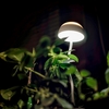 Mushroom light