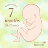妊娠7ヶ月、24週に入りました！