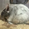 しろごまあん930日目
