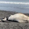 国後島・古釜布の海岸で牛が死んだ　住民は毒殺の可能性を示唆