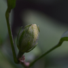 木槿