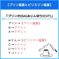 開始コドンと終止コドンのゴロ 覚え方 薬学ゴロ 薬学部はゴロでイチコロ