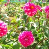 世羅高原農場のダリアたち （97）　～ 花はみんなをしあわせにする ～
