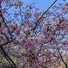 佐久間ダム湖親水公園の梅林（千葉県安房郡鋸南町）