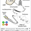 改めて、DNAやら遺伝子やら染色体やらについてなるべく分かりやすく…